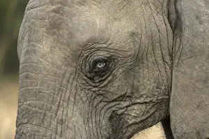 Images Dated 10th June 2015: Africa, South Africa, Sabi Sabi Private Game Reserve. Very rare blue-eyed elephant