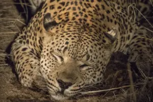Images Dated 10th June 2015: Africa, South Africa, Sabi Sabi Private Game Reserve. Leopard sleeping at night. Credit as