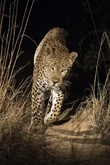 Images Dated 10th June 2015: Africa, South Africa, Sabi Sabi Private Game Reserve. Leopard walking trail at night
