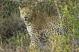 Images Dated 9th June 2015: Africa, South Africa, Sabi Sabi Private Game Reserve