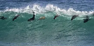 Images Dated 18th March 2014: Africa, South Africa. Seals surfing in waves near Boulderbaai