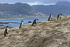 Images Dated 2nd August 2008: Africa, South Africa, Simons Town, Boulders Beach. African Penguin colony at Boulders