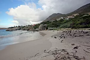 Images Dated 1st August 2008: Africa, South Africa, Simons Town, Boulders Beach. African Penguin colony at Boulders