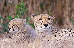 Jaguar Prints: Africa, South Africa, Tswalu Reserve. Cheetahs (Acinonyx jubatus)