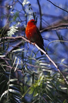 Images Dated 26th June 2007: Africa, South Africa. Unidentified Finch species