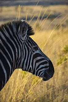 Jones And Shimlock Prints: Africa, South Africa, Welgevonden Game Reserve