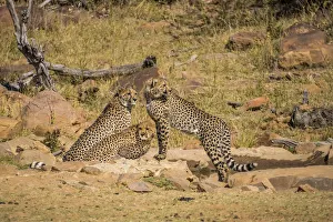 South Africa Prints: Africa, South Africa, Welgevonden Game Reserve