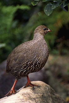 Partridge Prints: Africa, South Africa, Western Cape Province. Cape Francolin fowl (Francolinus capensis)