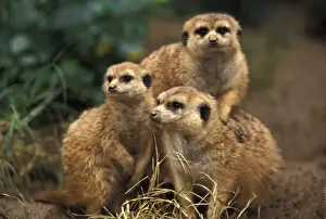 Awareness Prints: Africa. Southwest African Meerkats (Suricata suricatta hahni)
