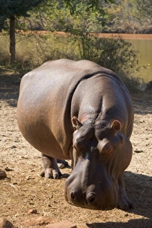 Images Dated 29th July 2006: Africa, Swaziland