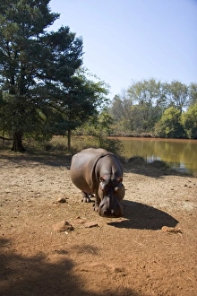 Images Dated 29th July 2006: Africa, Swaziland