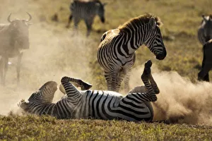Images Dated 19th January 2009: Africa, Tanzania