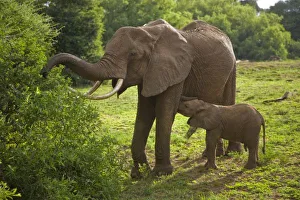 Images Dated 13th February 2009: Africa, Tanzania