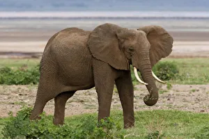 Images Dated 12th February 2009: Africa, Tanzania