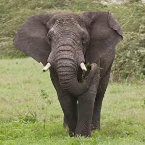 Africa, Tanzania