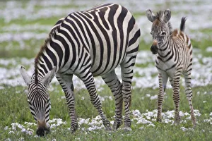 Africa, Tanzania