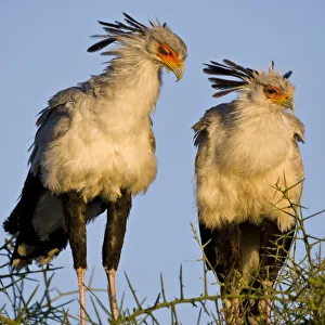 Africa, Tanzania