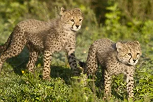 Images Dated 5th February 2009: Africa, Tanzania