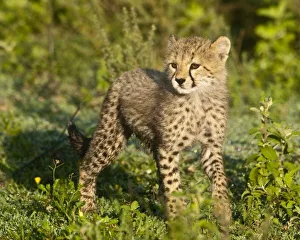 Images Dated 5th February 2009: Africa, Tanzania