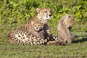 Images Dated 5th February 2009: Africa. Tanzania