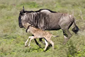 Images Dated 5th February 2009: Africa. Tanzania
