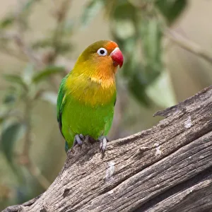 Africa, Tanzania