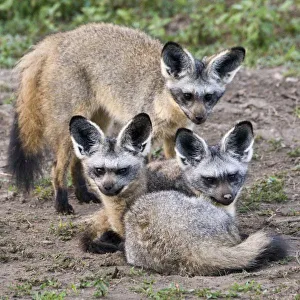 Africa, Tanzania