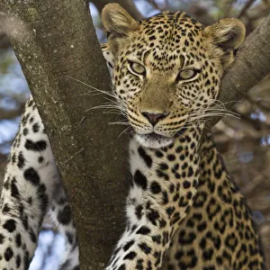 Images Dated 7th August 2008: Africa, Tanzania
