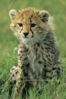 Cute Prints: Africa, Tanzania