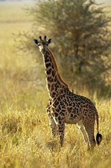 Images Dated 7th September 2008: Africa, Tanzania