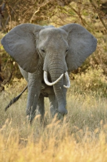 Africa, Tanzania