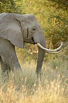 Africa, Tanzania