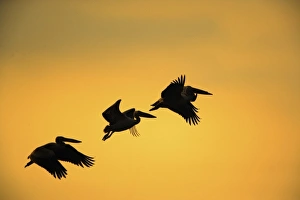 Africa, Tanzania