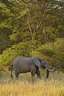 Images Dated 7th September 2008: Africa, Tanzania