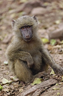 Africa, Tanzania