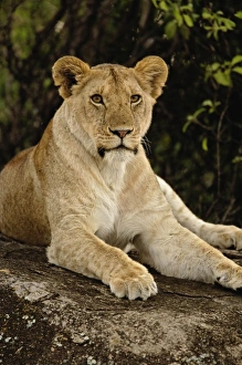 Images Dated 13th September 2008: Africa, Tanzania