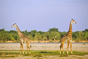 Images Dated 20th July 2011: Africa, Tanzania