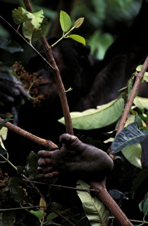 Africa, Tanzania
