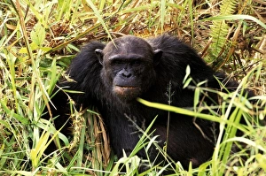 Africa, Tanzania