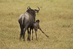 Africa, Tanzania