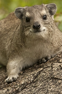 Africa, Tanzania
