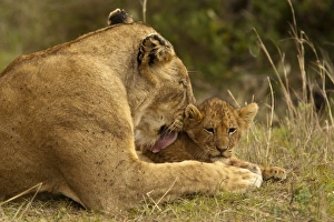 Images Dated 24th October 2004: Africa, Tanzania