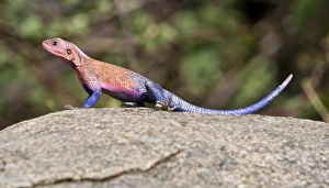 Africa, Tanzania