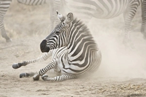 Images Dated 2nd August 2008: Africa, Tanzania