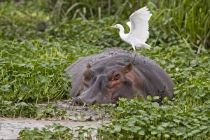 Images Dated 4th August 2008: Africa, Tanzania