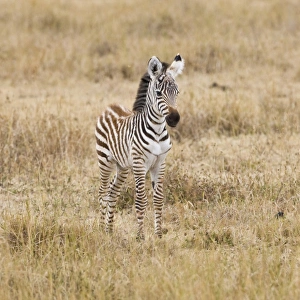 Images Dated 4th August 2008: Africa, Tanzania