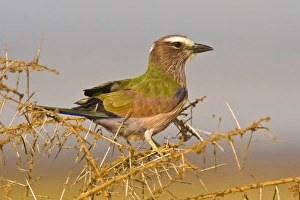 Africa, Tanzania