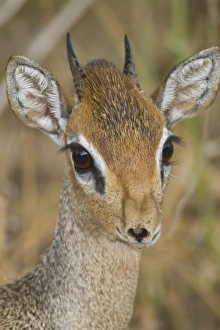 Images Dated 25th July 2008: Africa, Tanzania