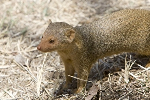 Africa, Tanzania