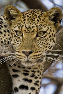 Africa, Tanzania
